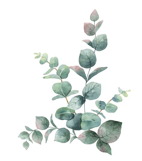 free eucalyptus clipart|free printable eucalyptus clip art.